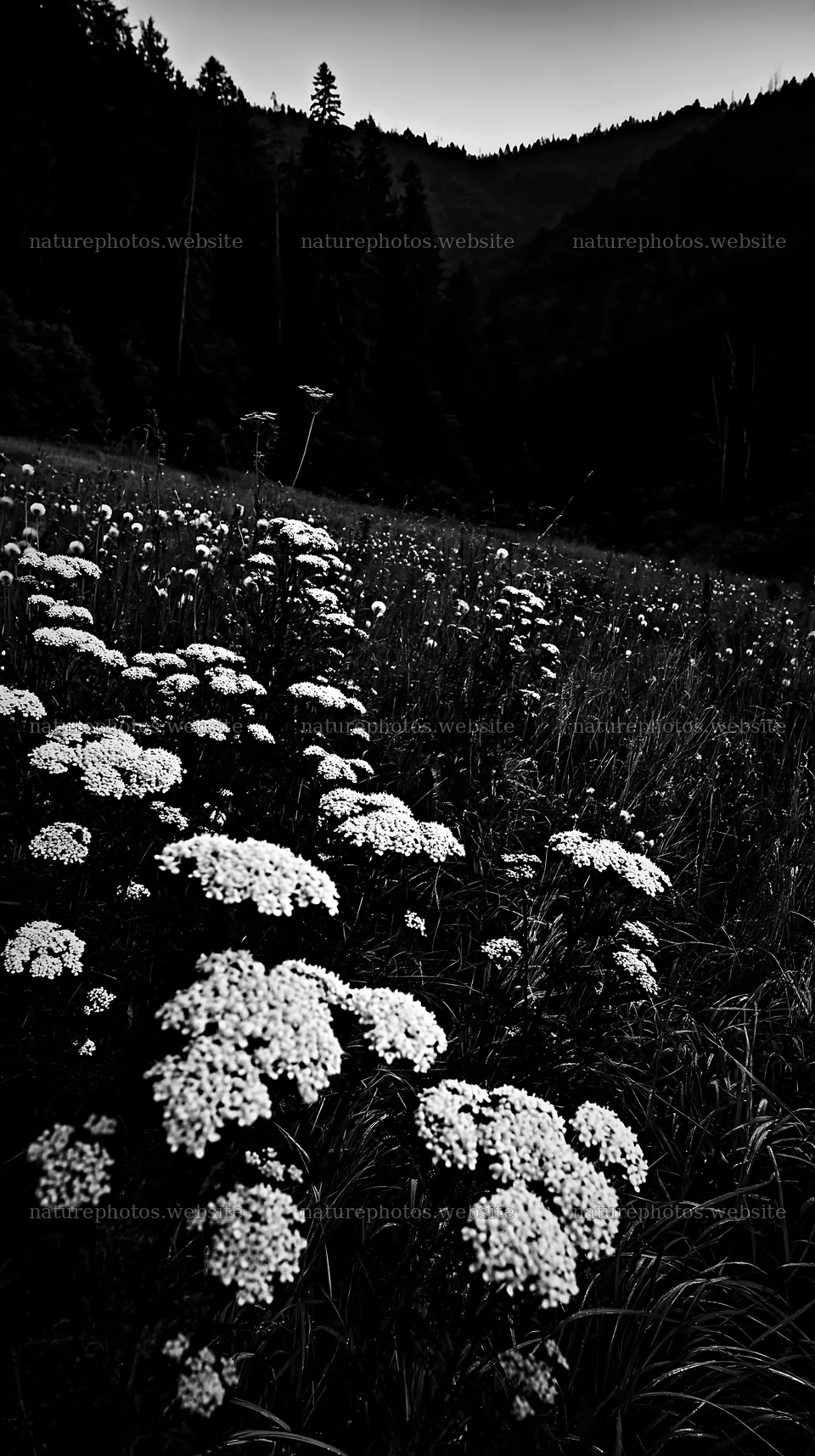 Meadow with white flowers in the Carpathian valley – nature photos 5938x10608