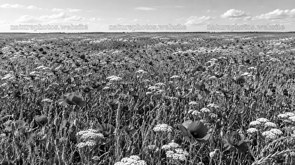 Monochrome Wildflower Field Under Cloudy Sky – nature photos 10324x5812