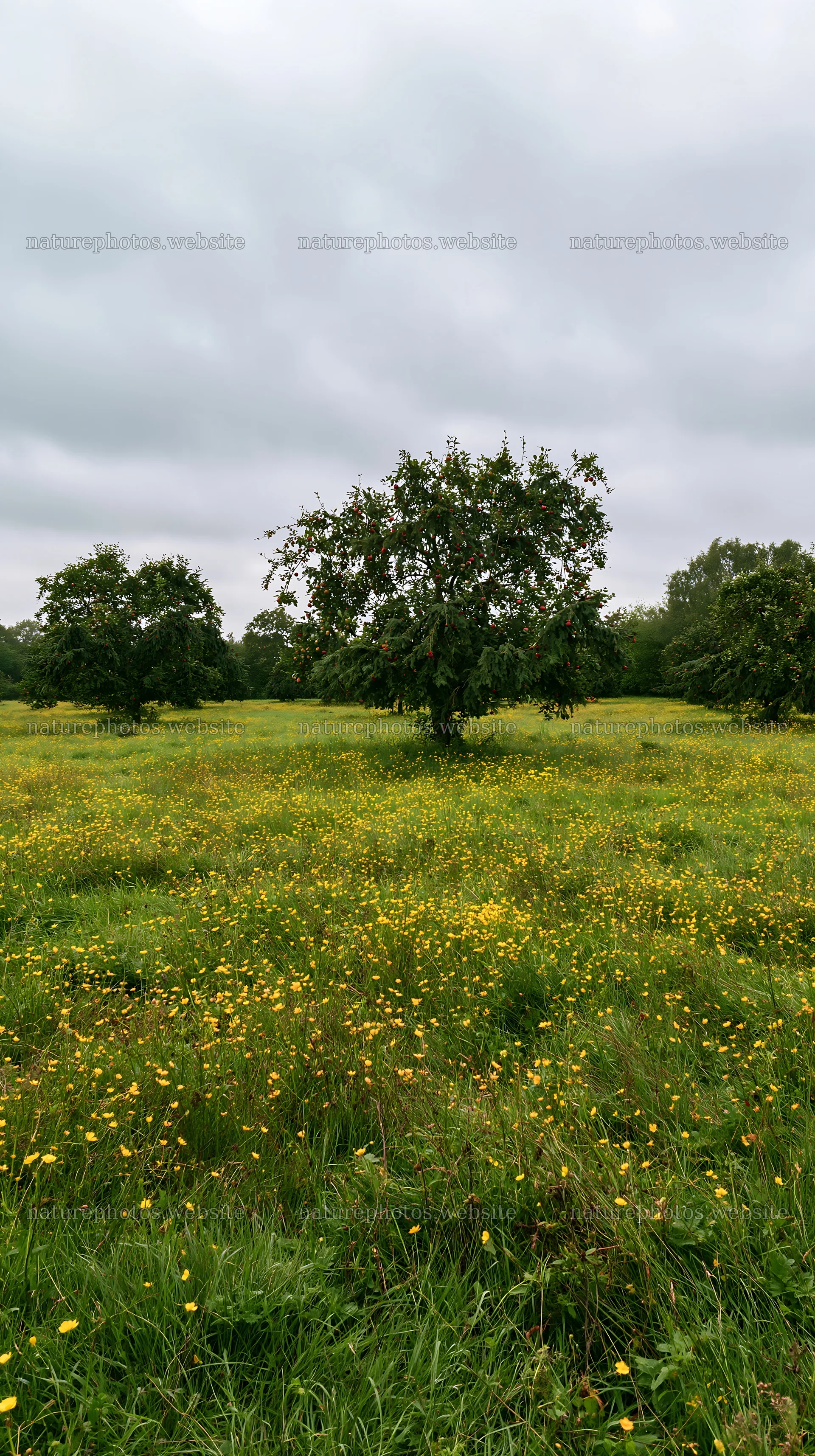 Apple trees in a meadow with yellow flowers on a cloudy day – nature photos 5938x10608