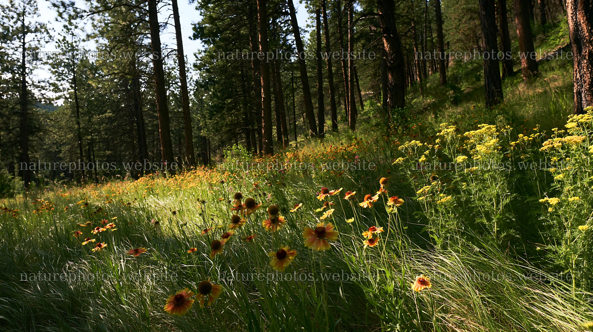 Pine forest meadow with wildflowers in summer – nature photos 10608x5938