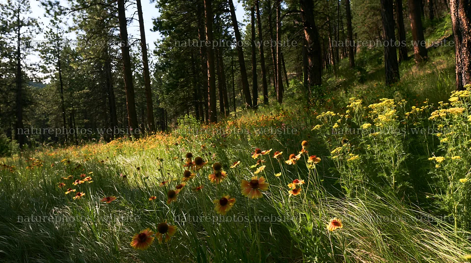 Pine forest meadow with wildflowers in summer – nature photos 10608x5938