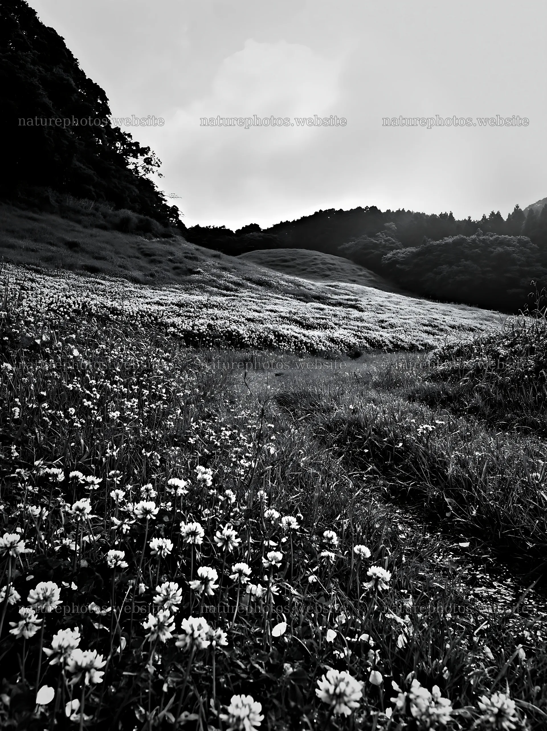 Fukuoka spring meadow fallen blossom foreground – nature photos 6866x9174
