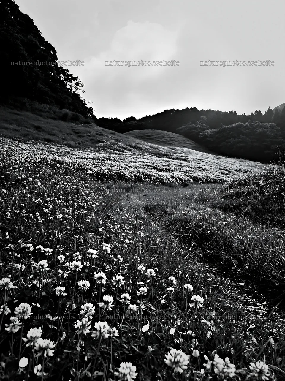 Fukuoka spring meadow fallen blossom foreground – nature photos 6866x9174