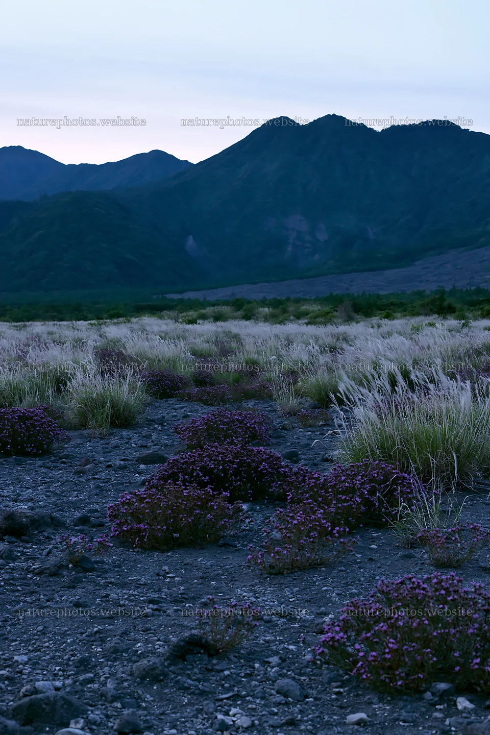 Kagoshima volcanic meadow with pumice and vegetation at dusk – nature photos 6480x9722