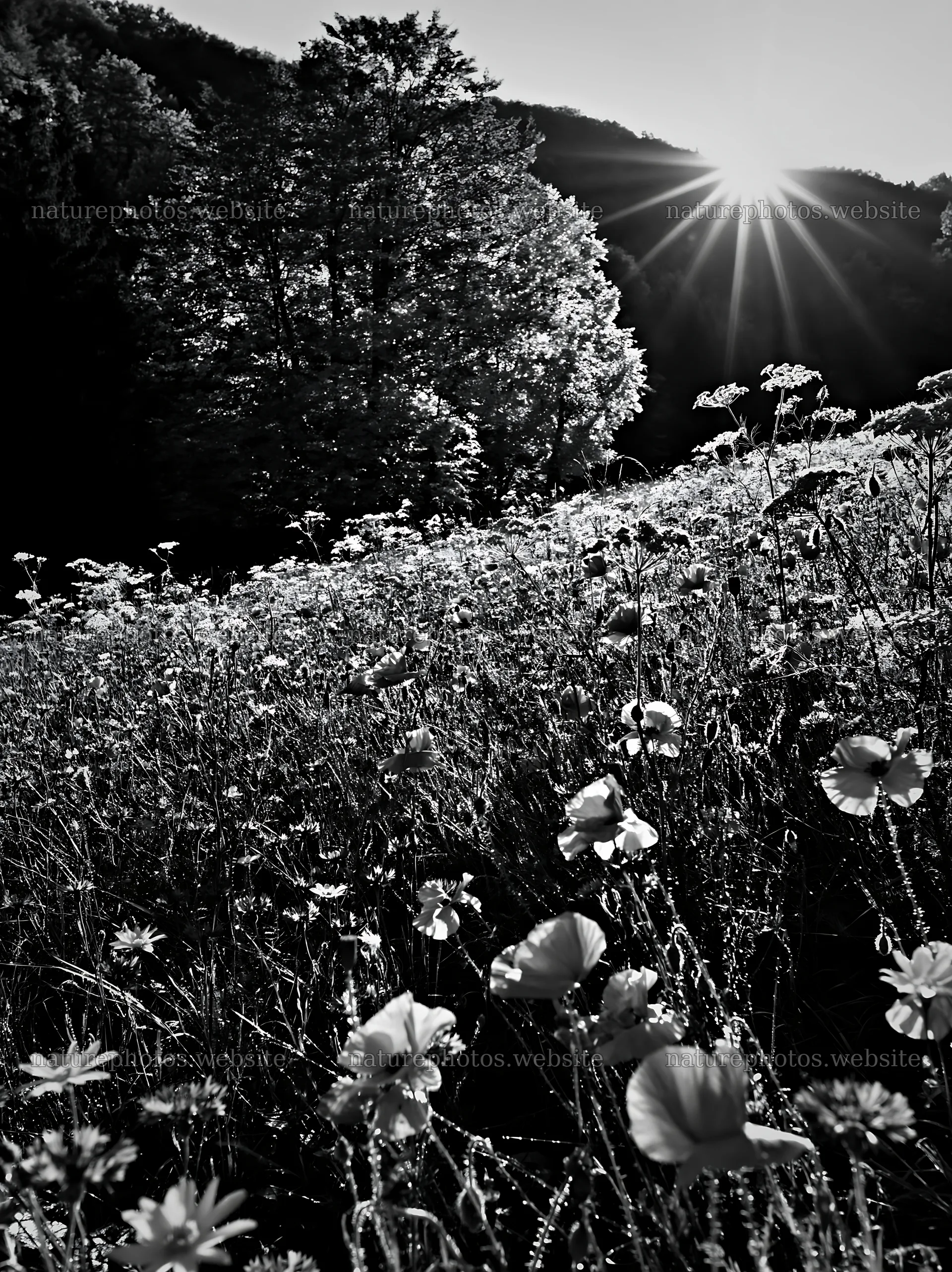 Christmas tree in meadow with sun rays shining through sky – nature photos 6866x9174