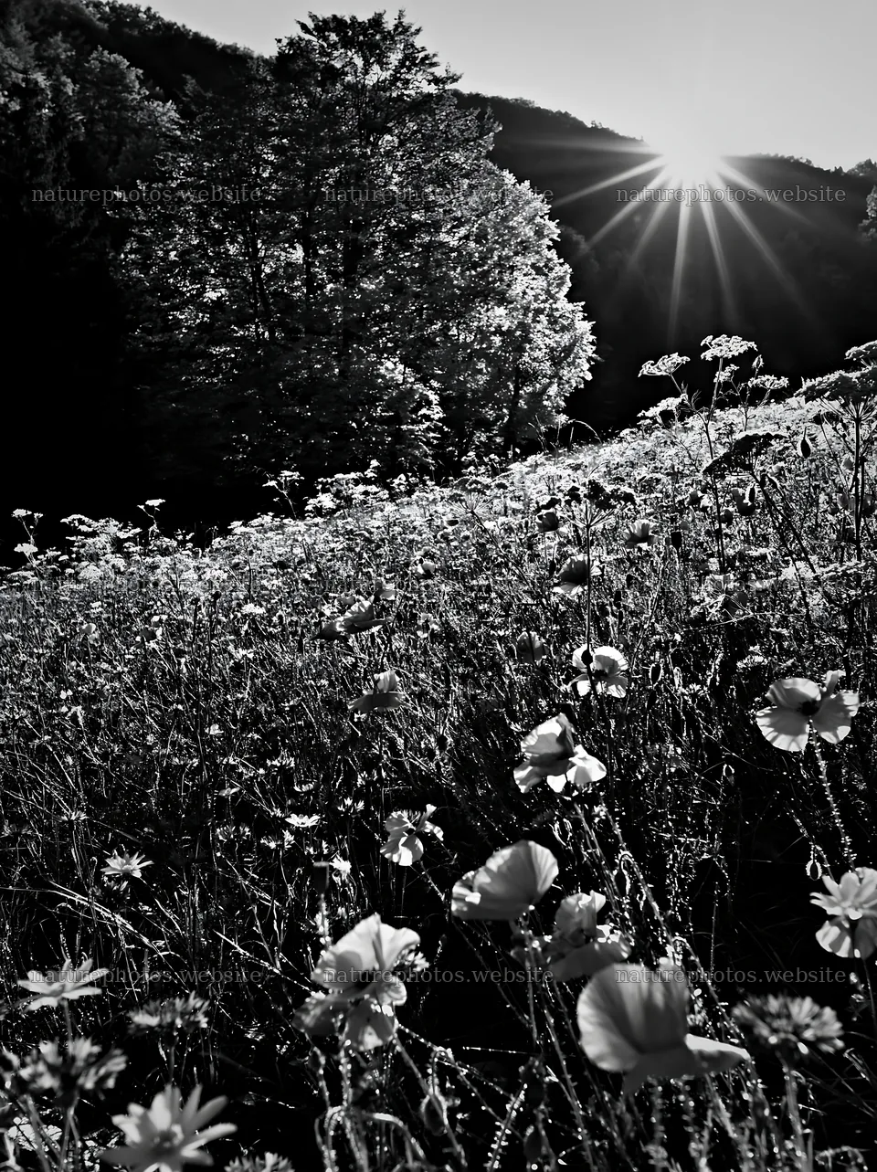 Christmas tree in meadow with sun rays shining through sky – nature photos 6866x9174
