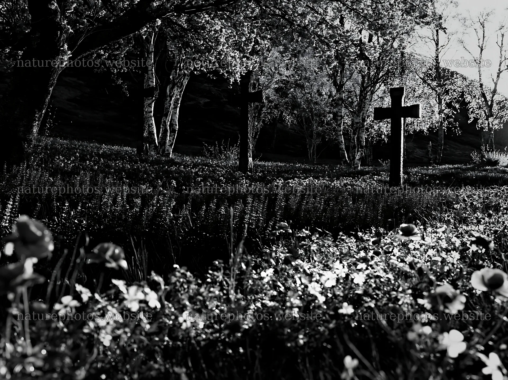 Three Christian crosses in a Christmas meadow at sunrise – nature photos 9174x6866