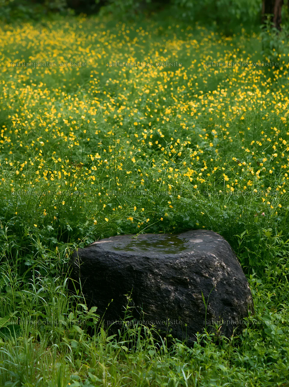 Kyoto spring wildflower meadow with stone in foreground – nature photos 6866x9174