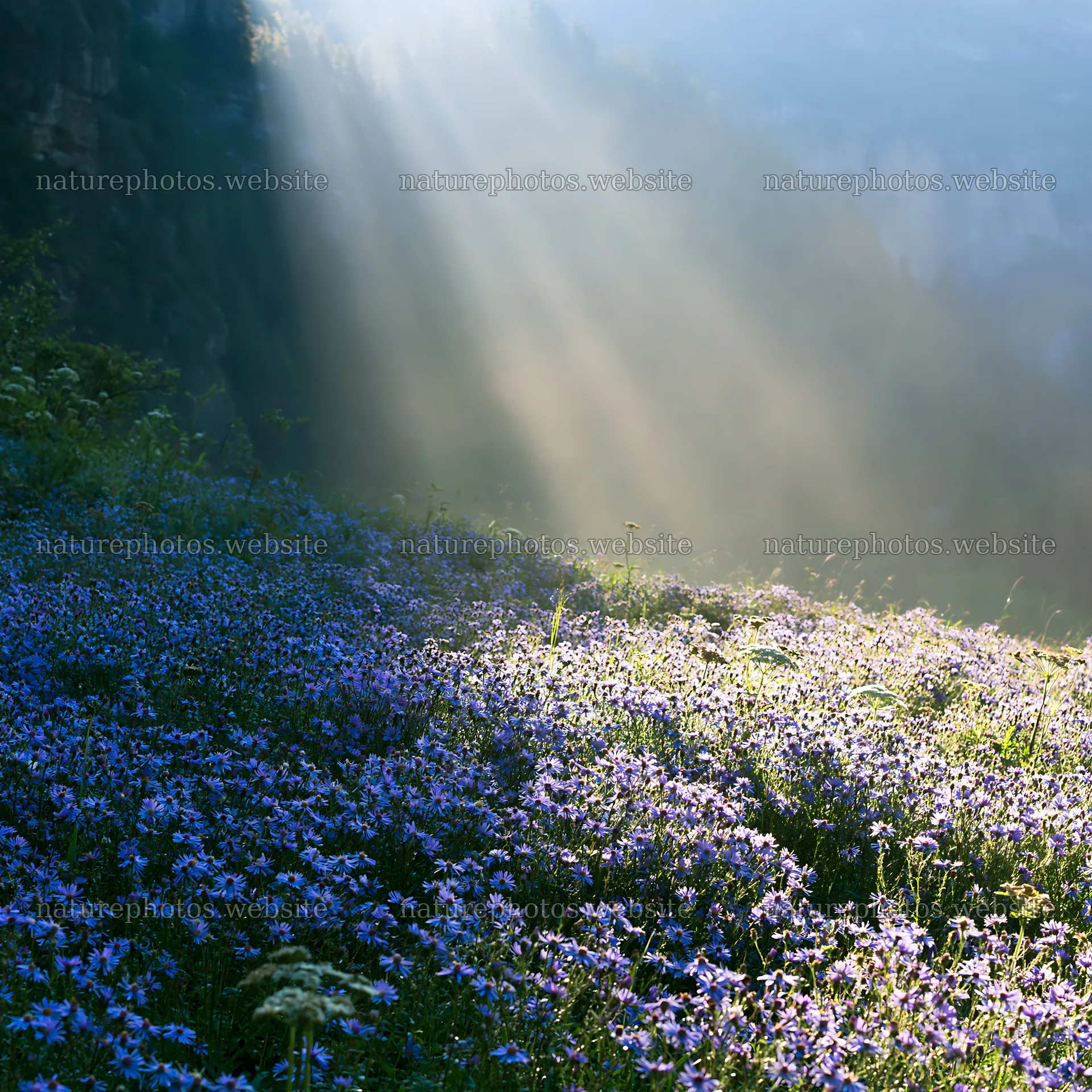Light rays over meadow in Lauterbrunnen Valley – nature photos 7938x7938