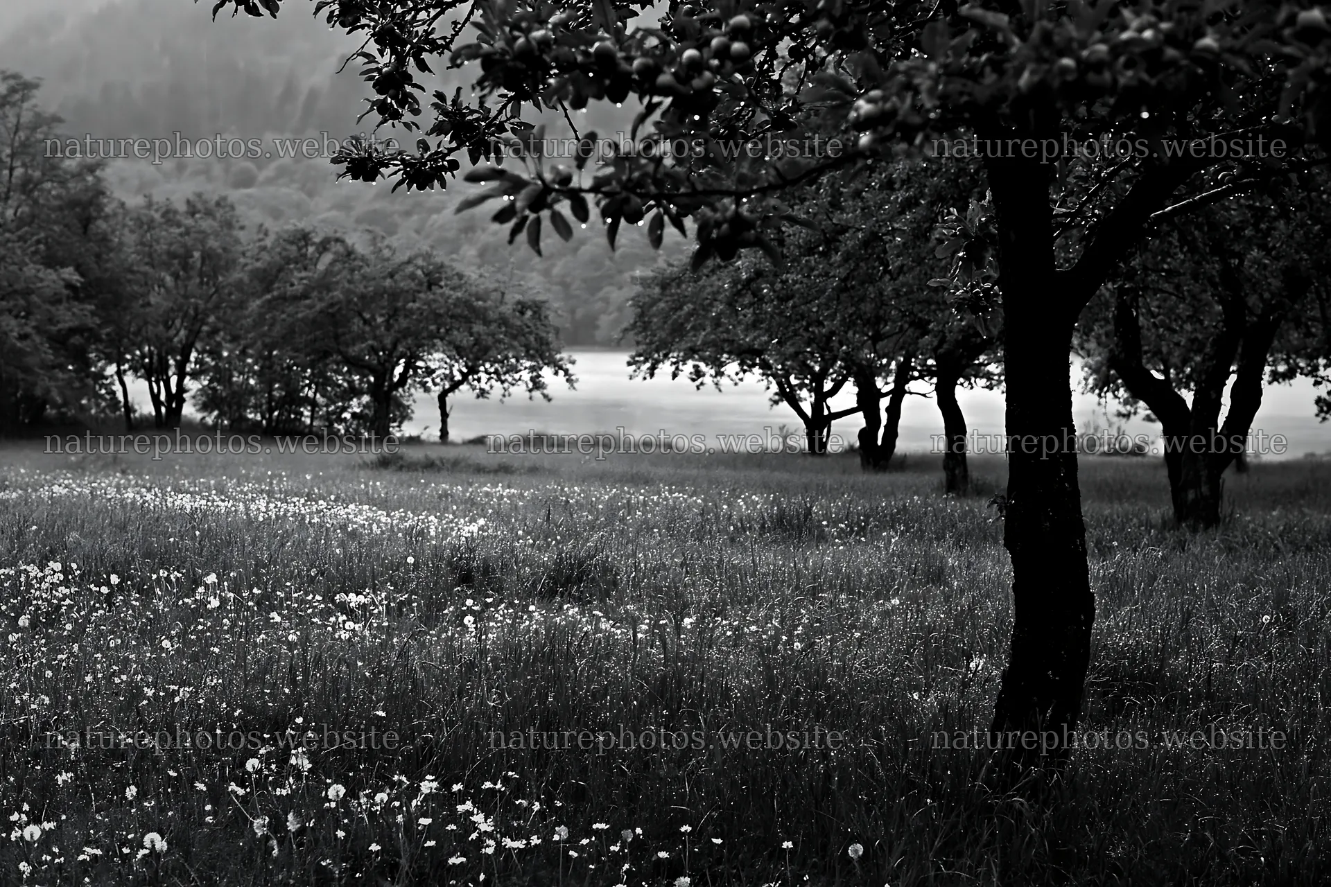 Lakeside orchard meadow with trees and grass – nature photos 9722x6480