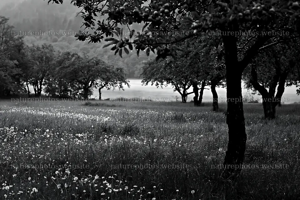 Lakeside orchard meadow with trees and grass – nature photos 9722x6480