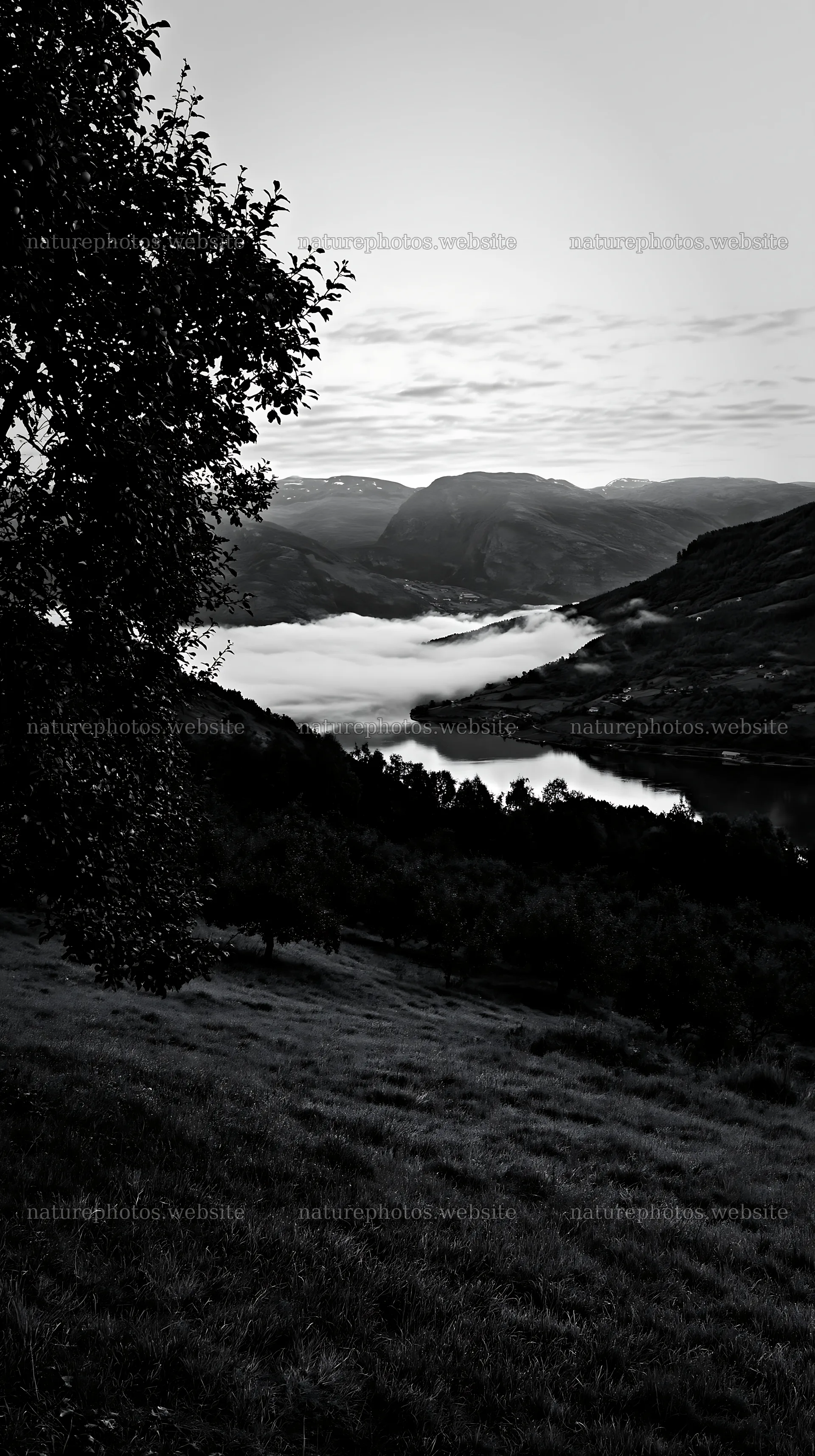 Fjord meadow with mist in the valley at dawn – nature photos 5938x10608