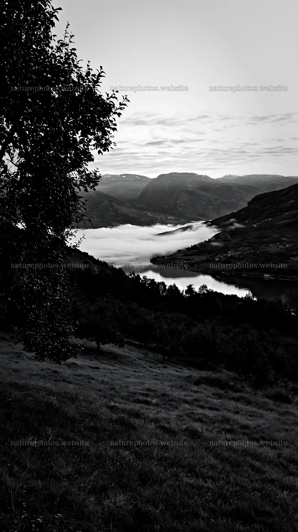Fjord meadow with mist in the valley at dawn – nature photos 5938x10608