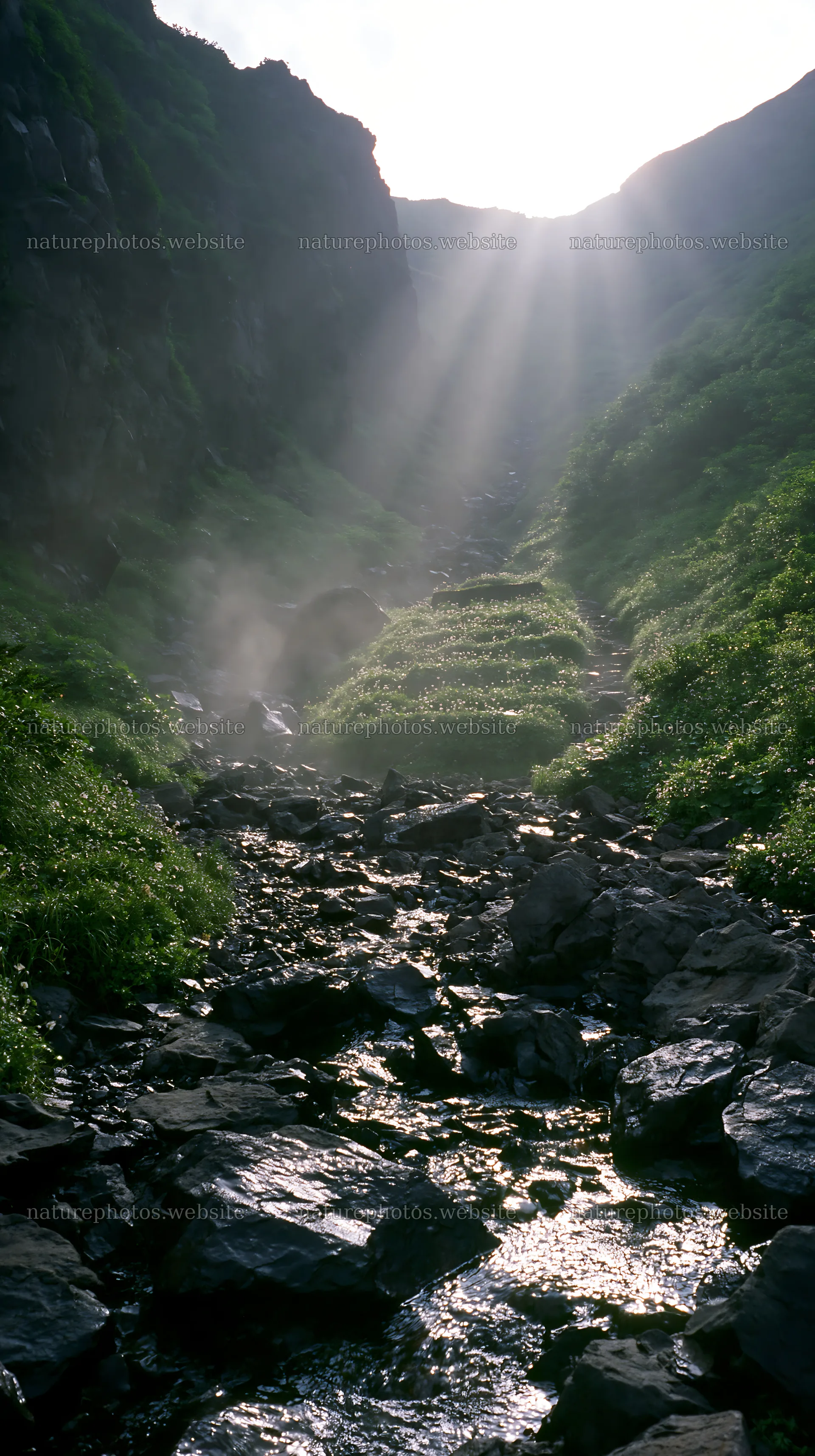 Light rays shine through Daisetsuzan alpine meadow in summer – nature photos 5938x10608