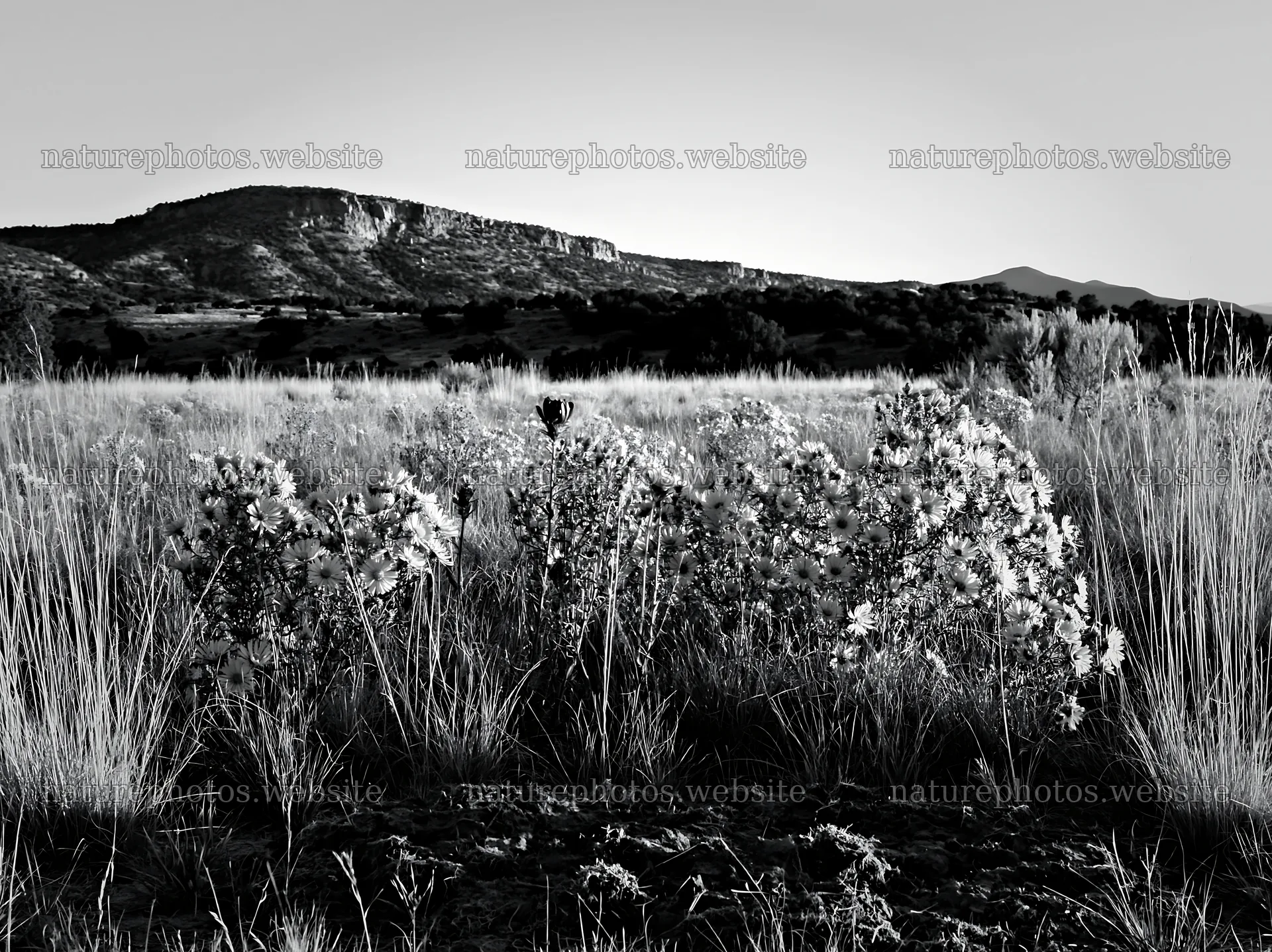 Drought-tolerant meadow with blooming flowers and mountains – nature photos 9174x6866