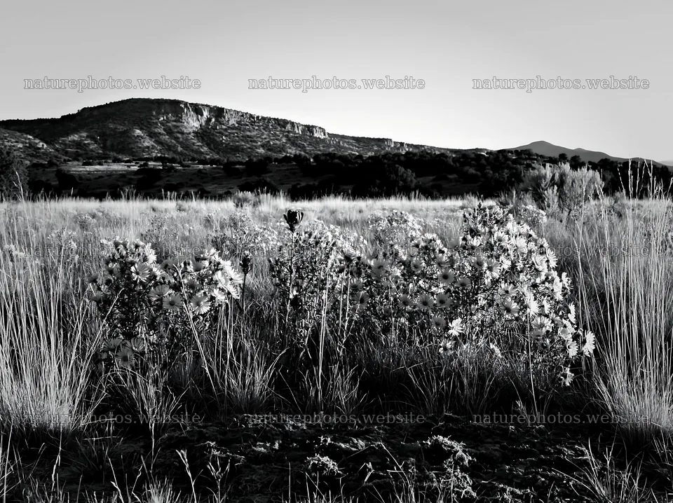 Drought-tolerant meadow with blooming flowers and mountains – nature photos 9174x6866