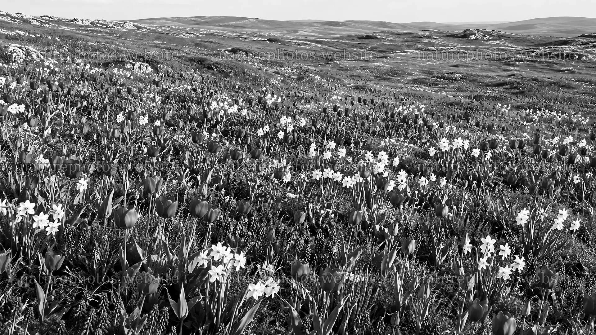 Monochrome Spring Bulbs Across a Hillside – nature photos 10324x5812