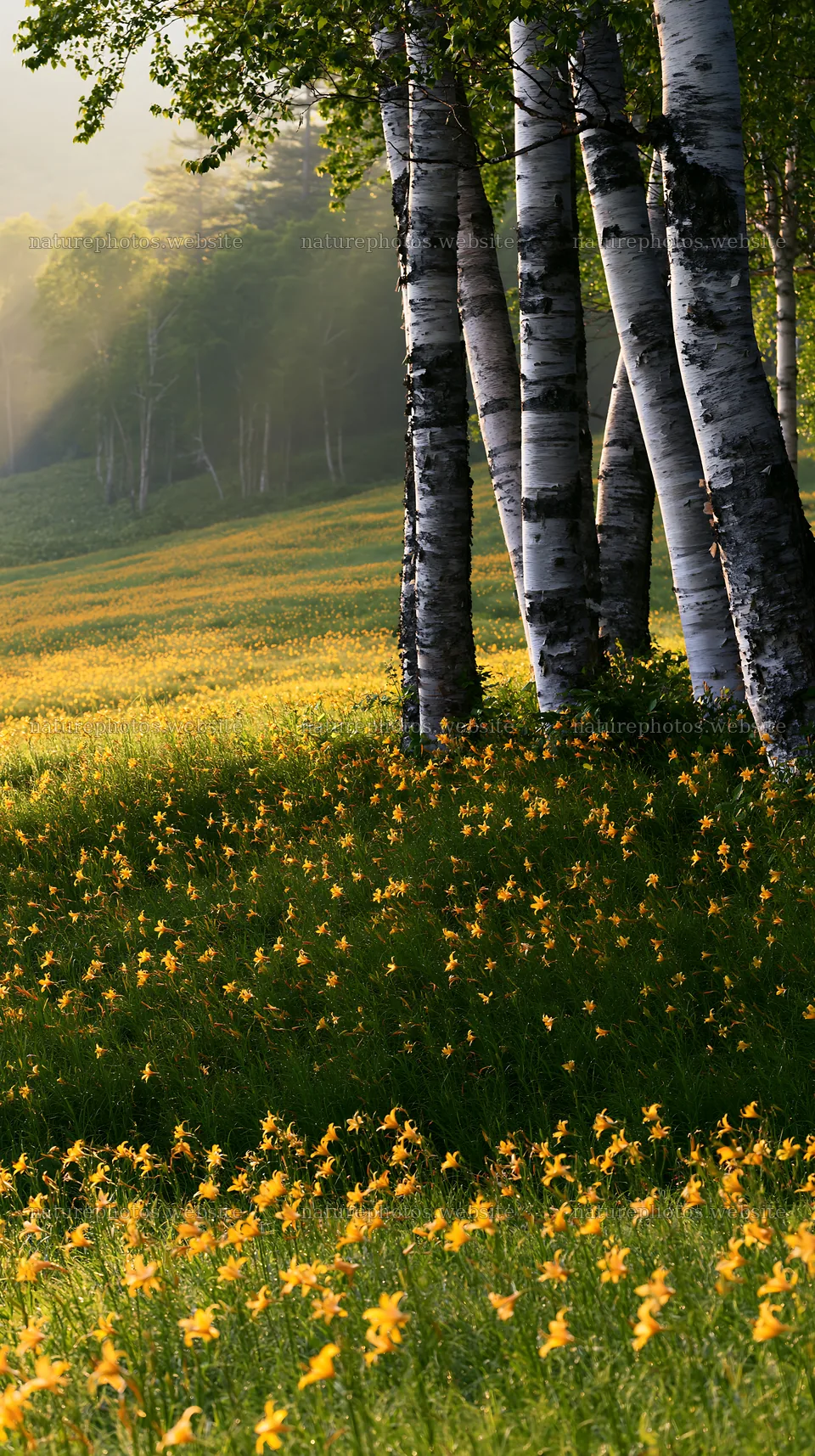 Kirigamine highland daylily meadow in summer morning light – nature photos 5938x10608