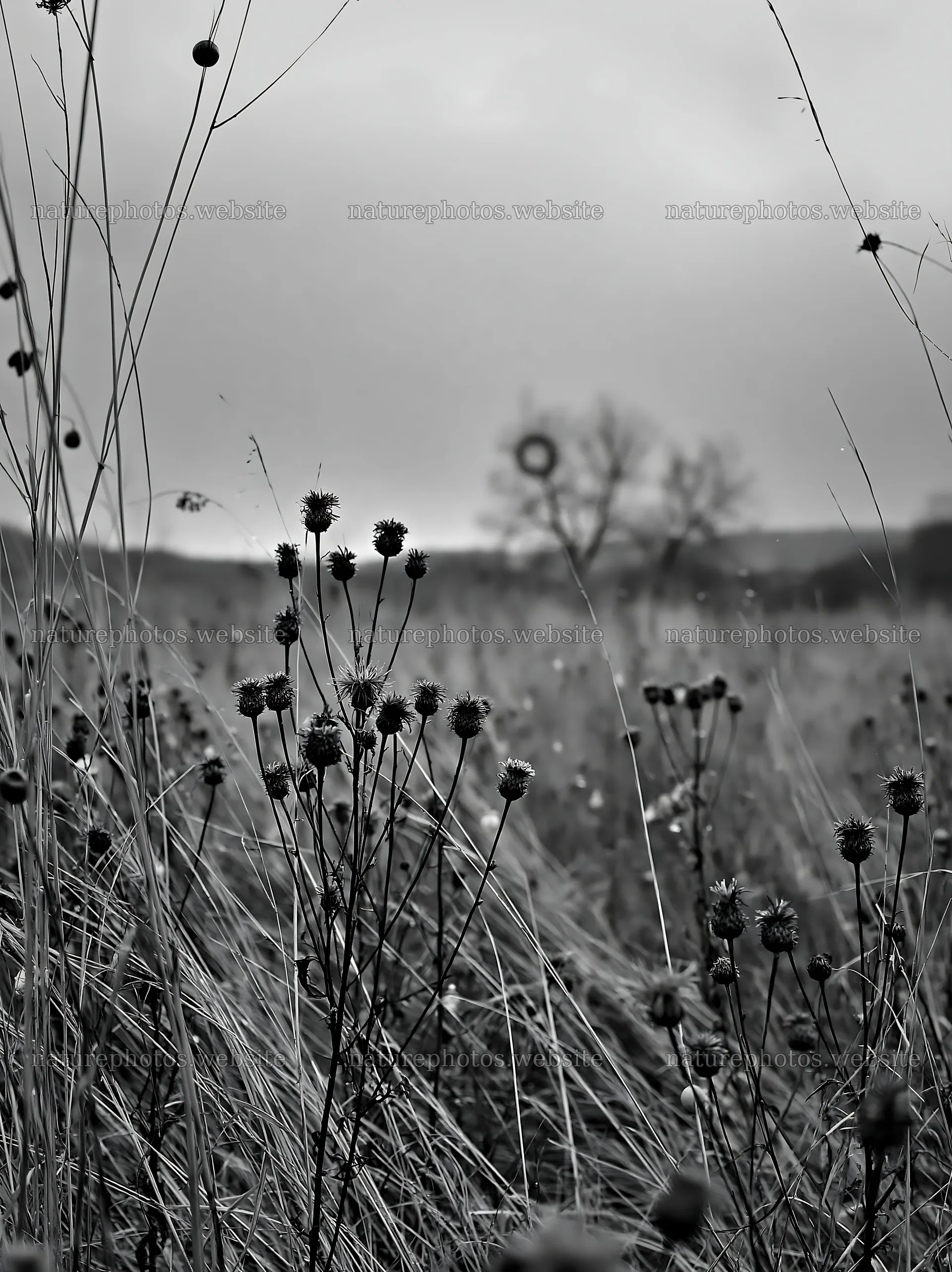 Open winter meadow with grasses and decorative baubles – nature photos 6866x9174