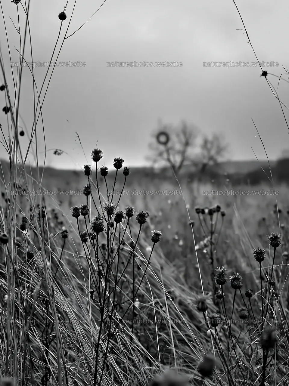 Open winter meadow with grasses and decorative baubles – nature photos 6866x9174