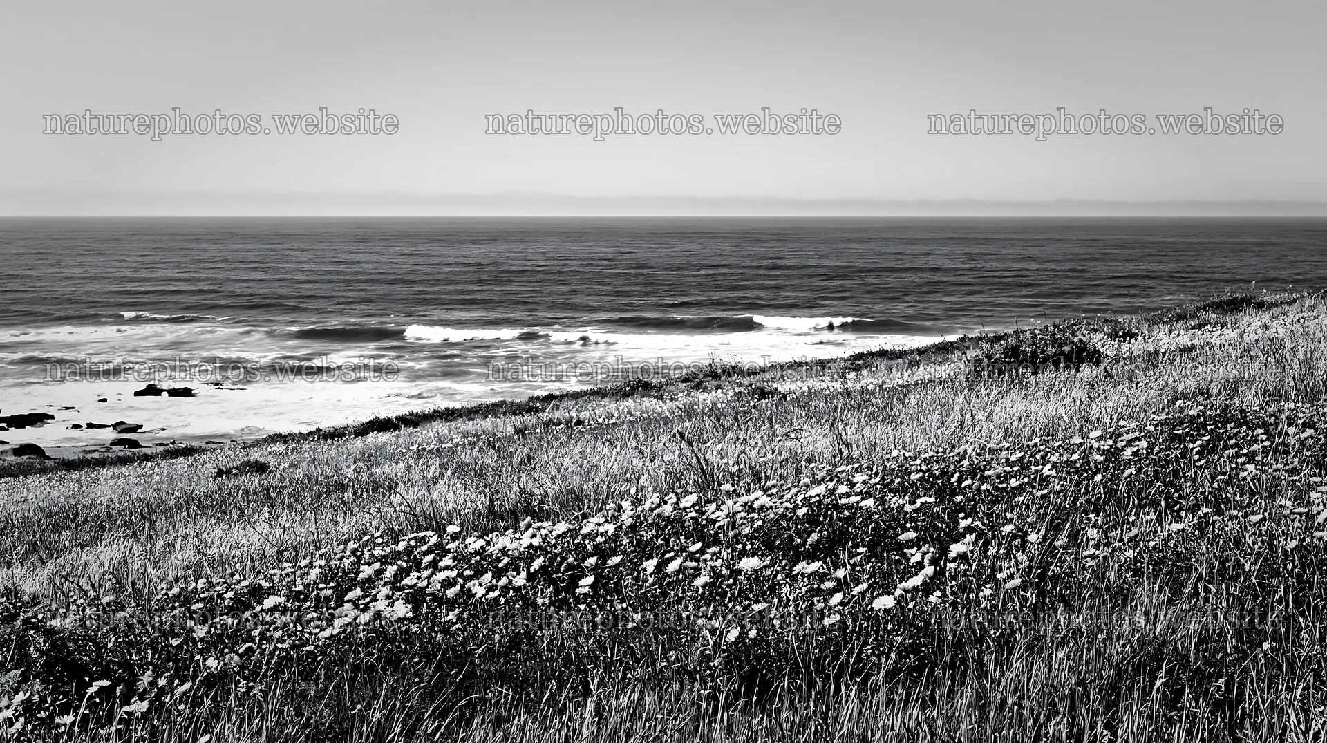 Meadow above Atlantic coast with waves and flowers – nature photos 10608x5938