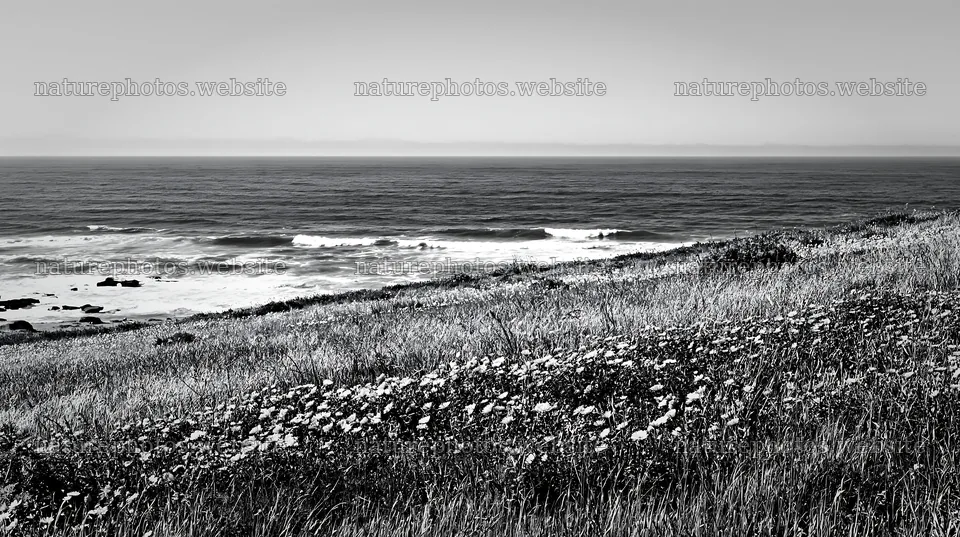 Meadow above Atlantic coast with waves and flowers – nature photos 10608x5938