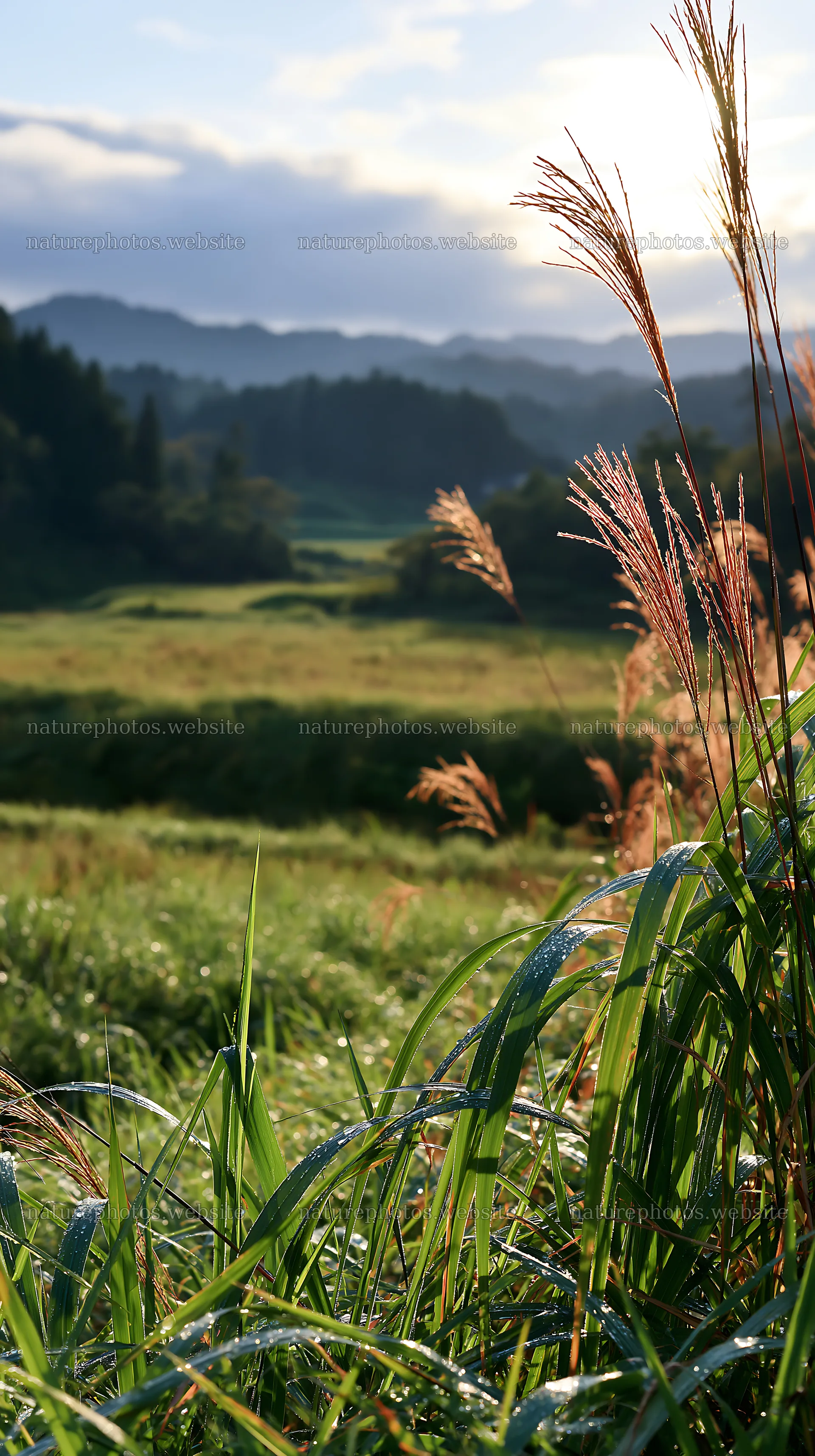 Fukui native grass meadow with rain droplets at dawn – nature photos 5938x10608