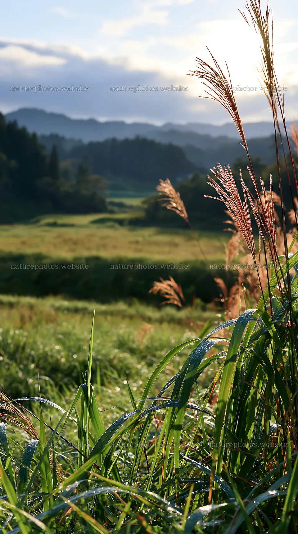 Fukui native grass meadow with rain droplets at dawn – nature photos 5938x10608