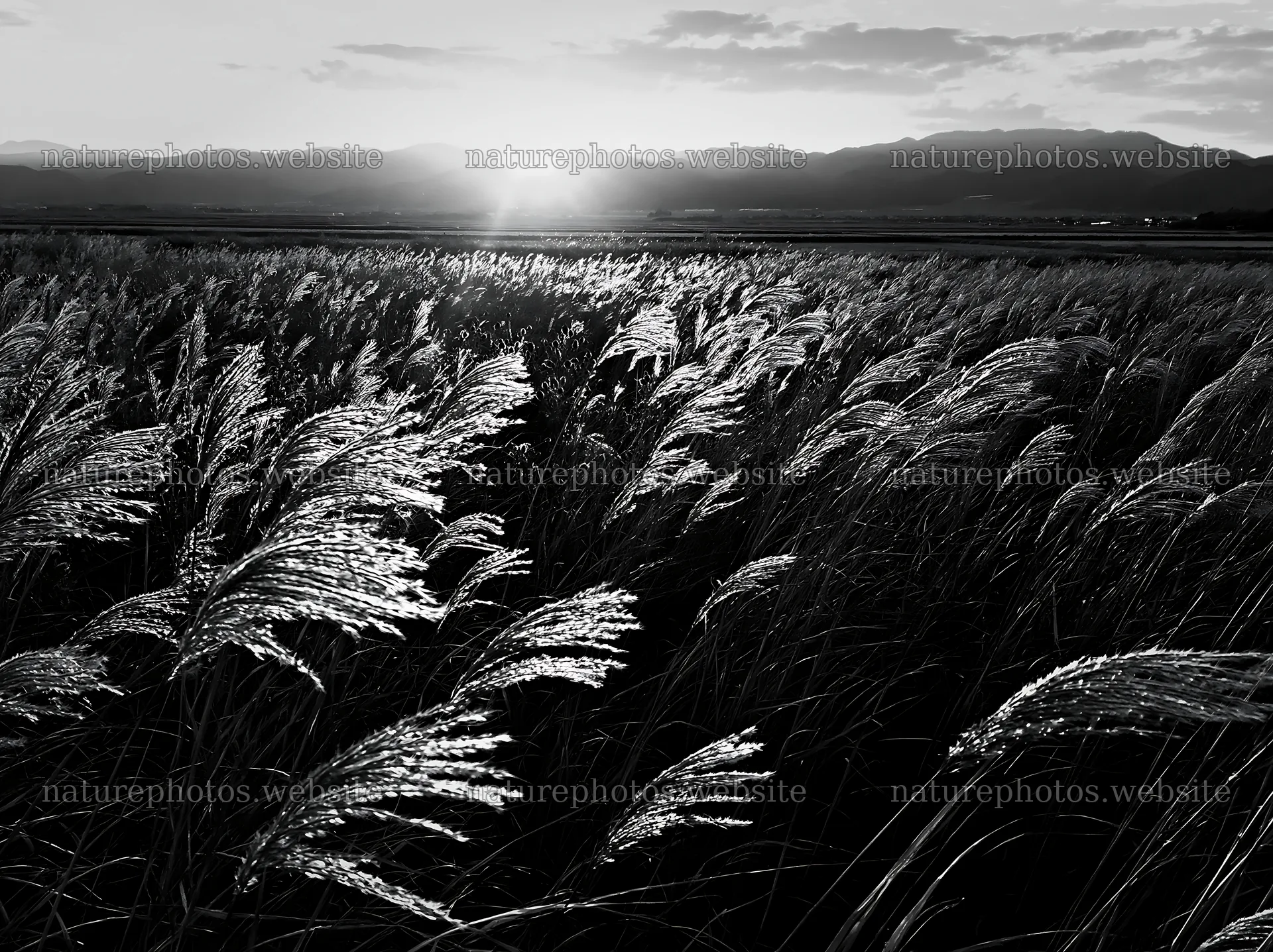 Shiga wetland meadow climate adaptation reeds at sunset – nature photos 9174x6866