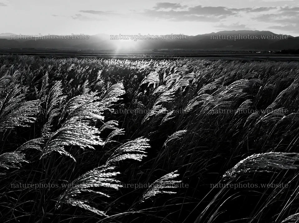 Shiga wetland meadow climate adaptation reeds at sunset – nature photos 9174x6866