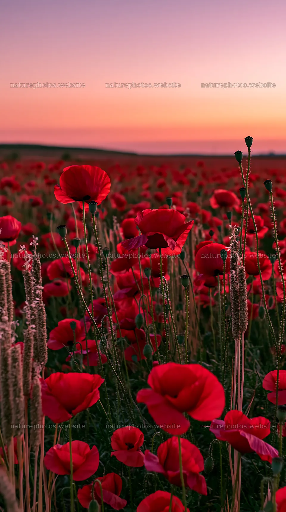Colorful poppy meadow under a sunset sky – nature photos 5938x10608