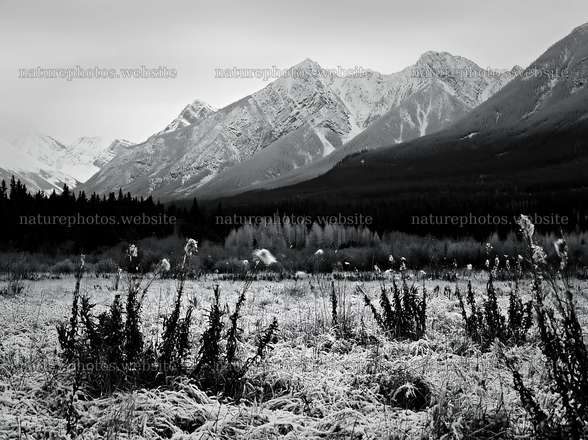 Banff meadow with snowy mountains in winter season – nature photos 9174x6866