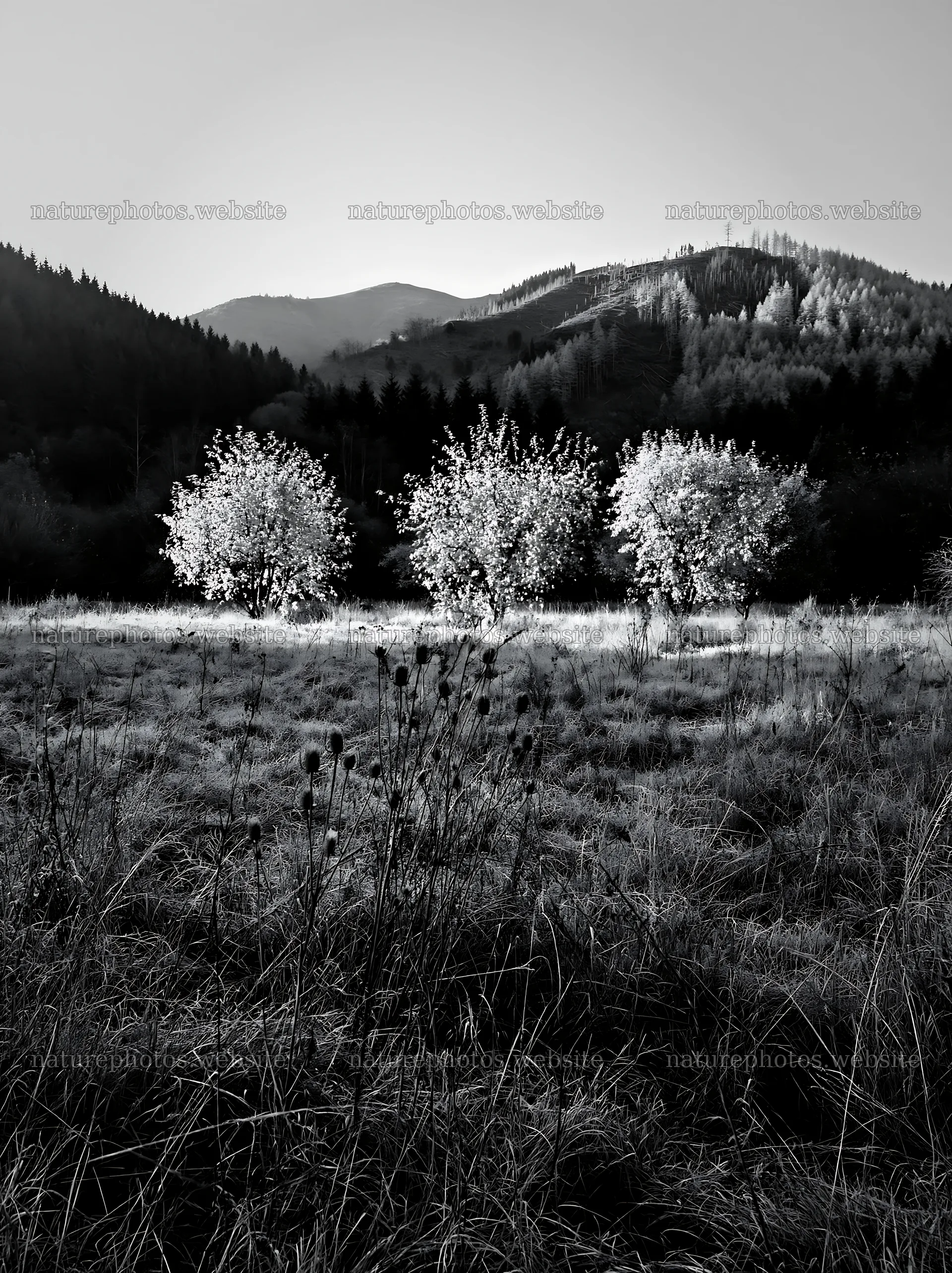 Valley apple meadow with trees and frost in the morning light – nature photos 6866x9174