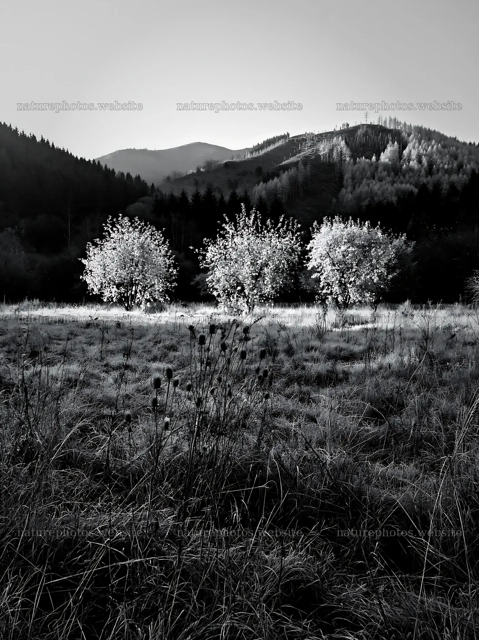 Valley apple meadow with trees and frost in the morning light – nature photos 6866x9174