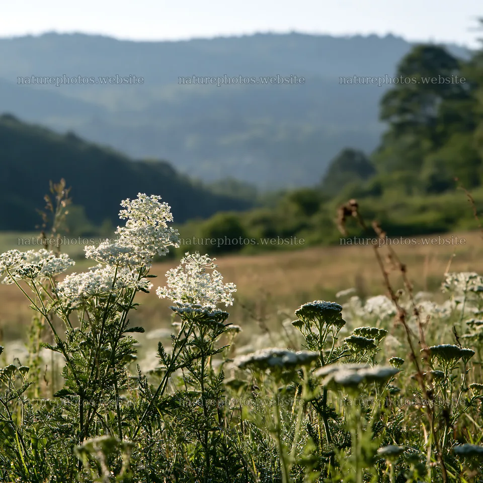Yarrow meadow bloom with distant hills and clear sky – nature photos 7938x7938