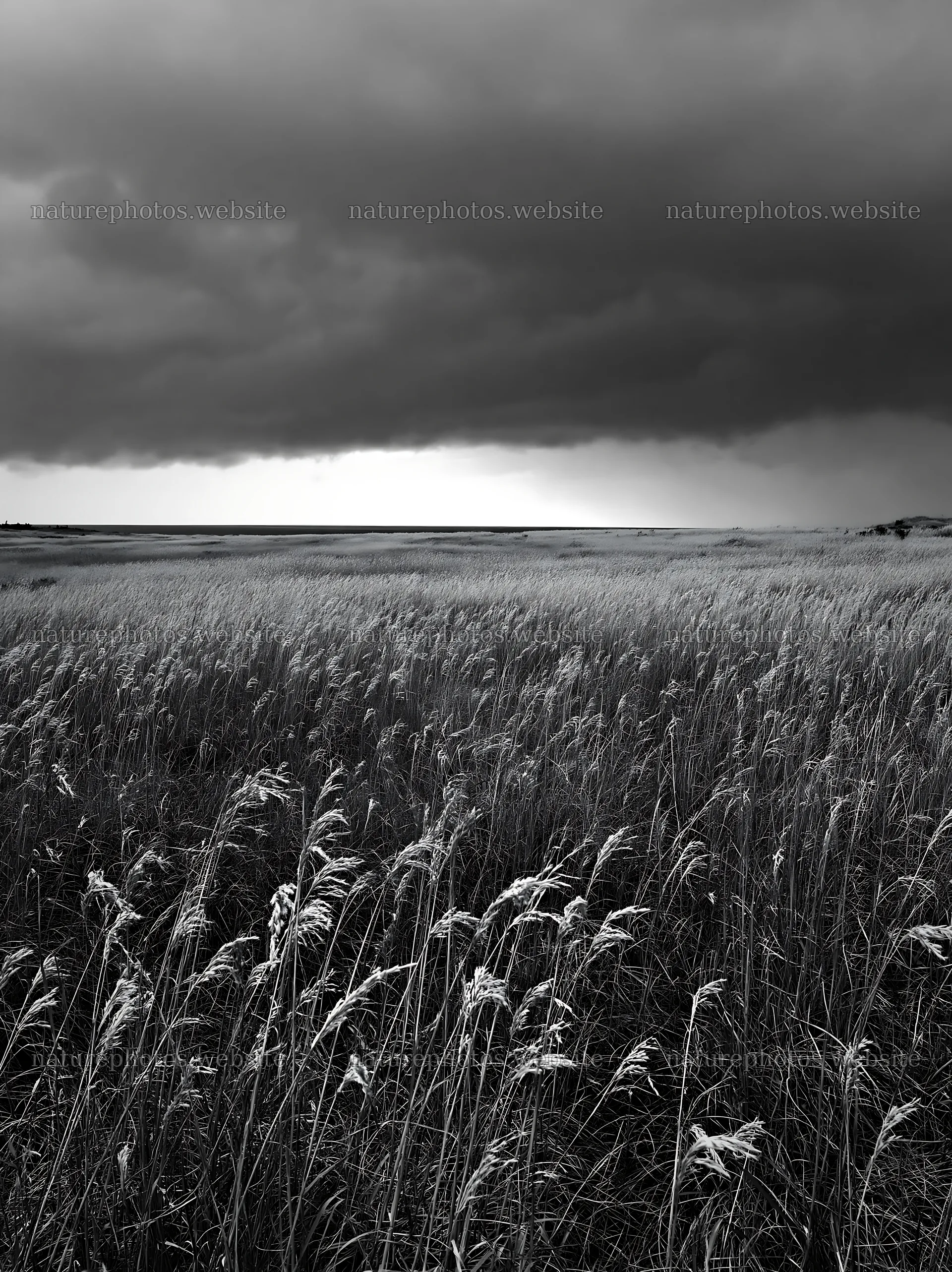 Tottori windy meadow with dune grasses under dark clouds – nature photos 6866x9174
