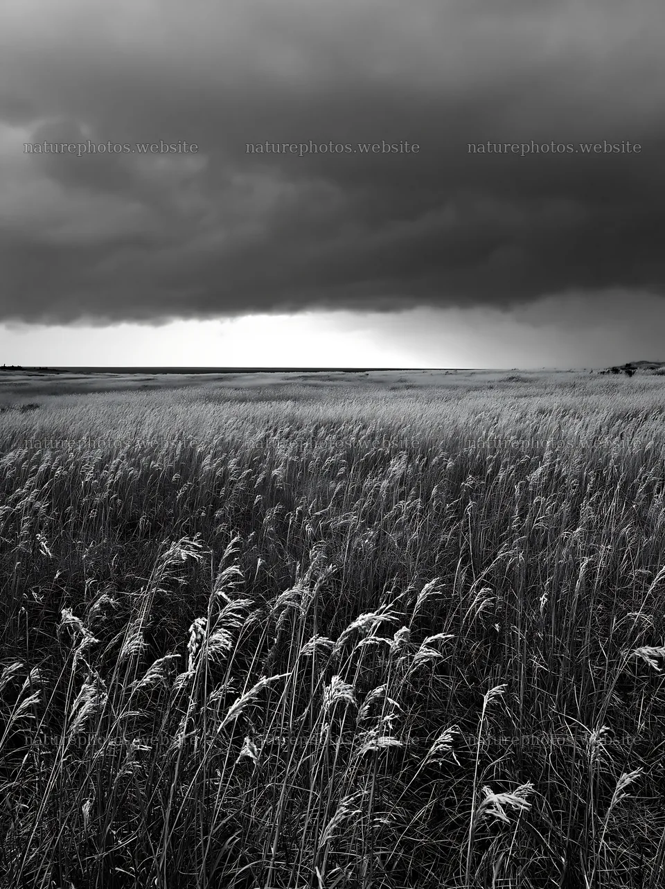 Tottori windy meadow with dune grasses under dark clouds – nature photos 6866x9174
