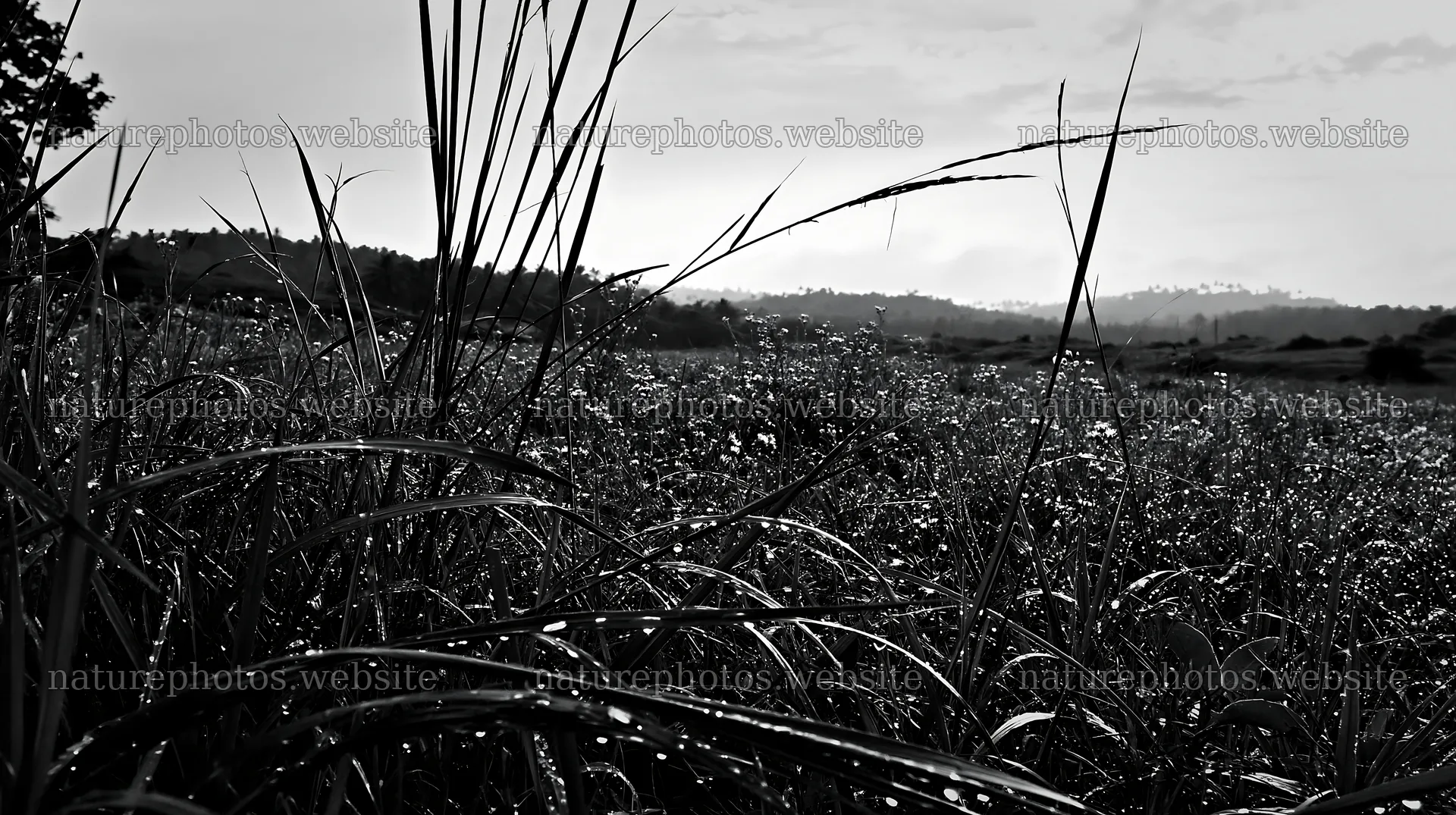 Kochi monsoon meadow rain beaded grasses glisten in the light – nature photos 10608x5938