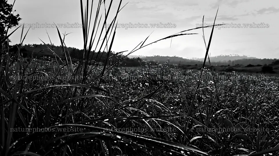 Kochi monsoon meadow rain beaded grasses glisten in the light – nature photos 10608x5938
