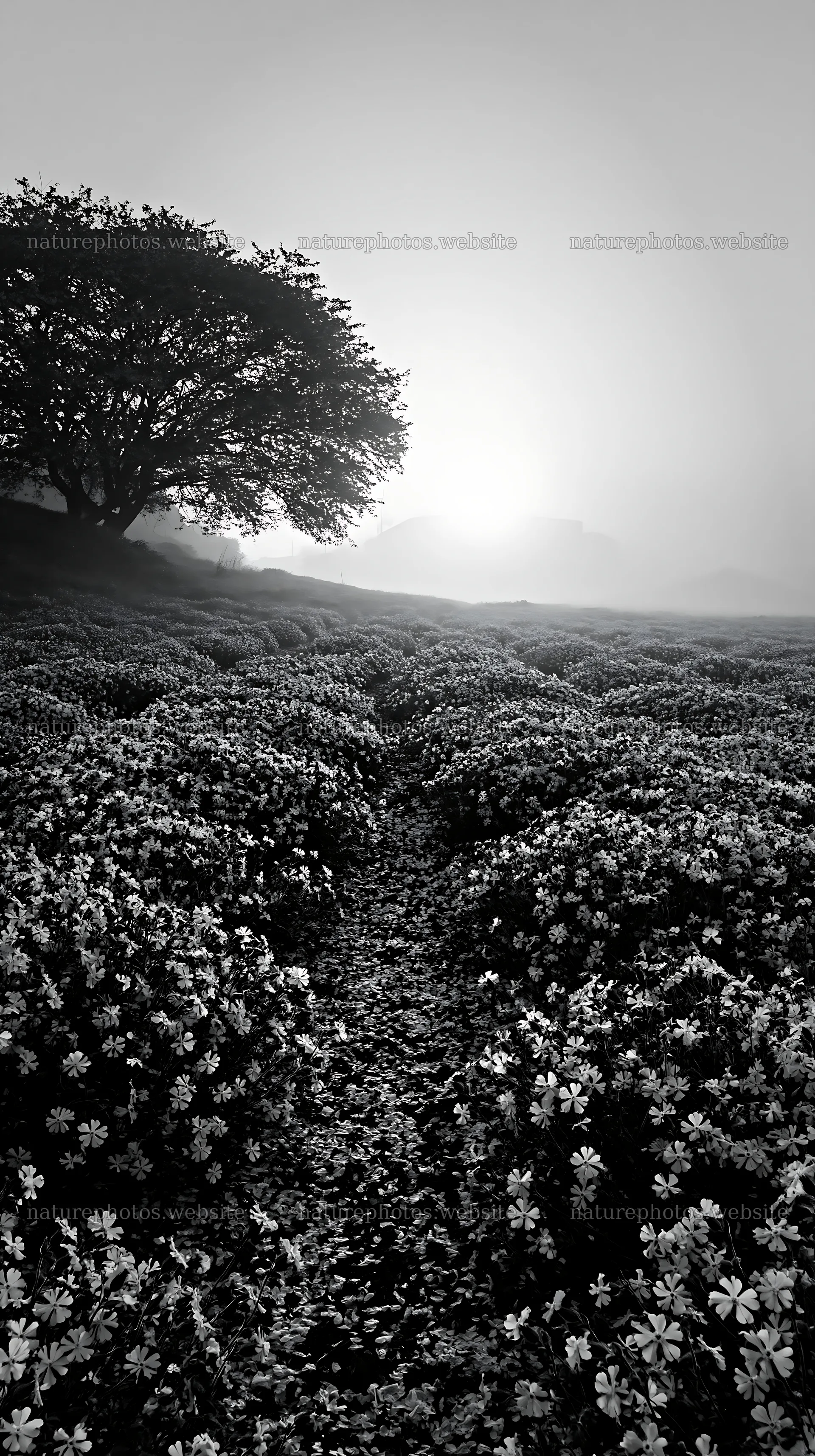 Fukuoka spring meadow fallen blossom foreground at sunrise – nature photos 5938x10608