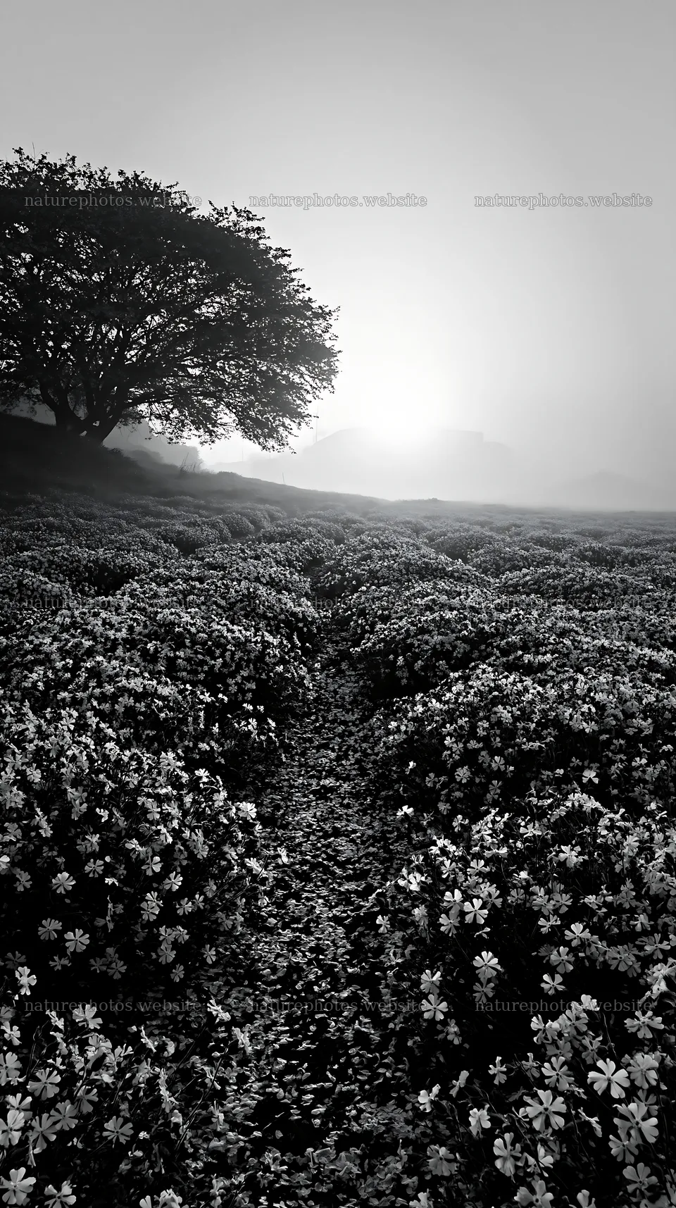 Fukuoka spring meadow fallen blossom foreground at sunrise – nature photos 5938x10608