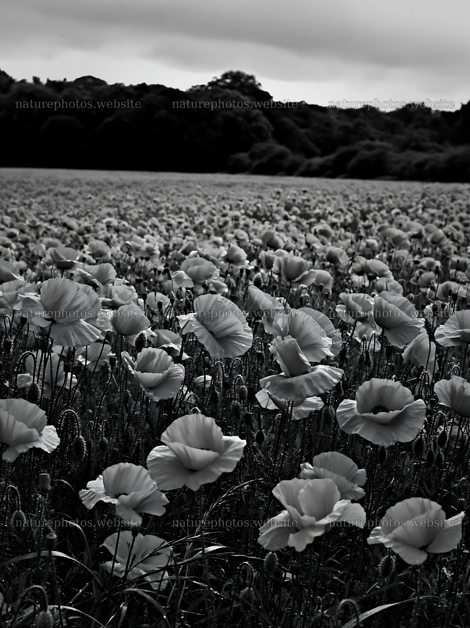 Vibrant poppy flowers in a forest edge meadow – nature photos 6866x9174