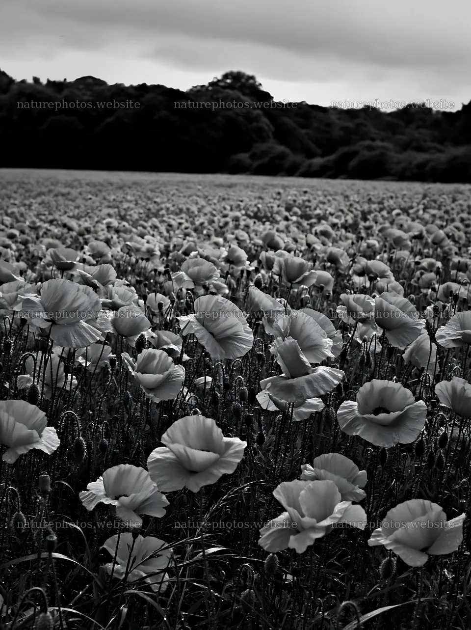 Vibrant poppy flowers in a forest edge meadow – nature photos 6866x9174