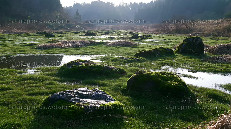 Miyagi recovery meadow with mossy stones and water reflections – nature photos 10608x5938