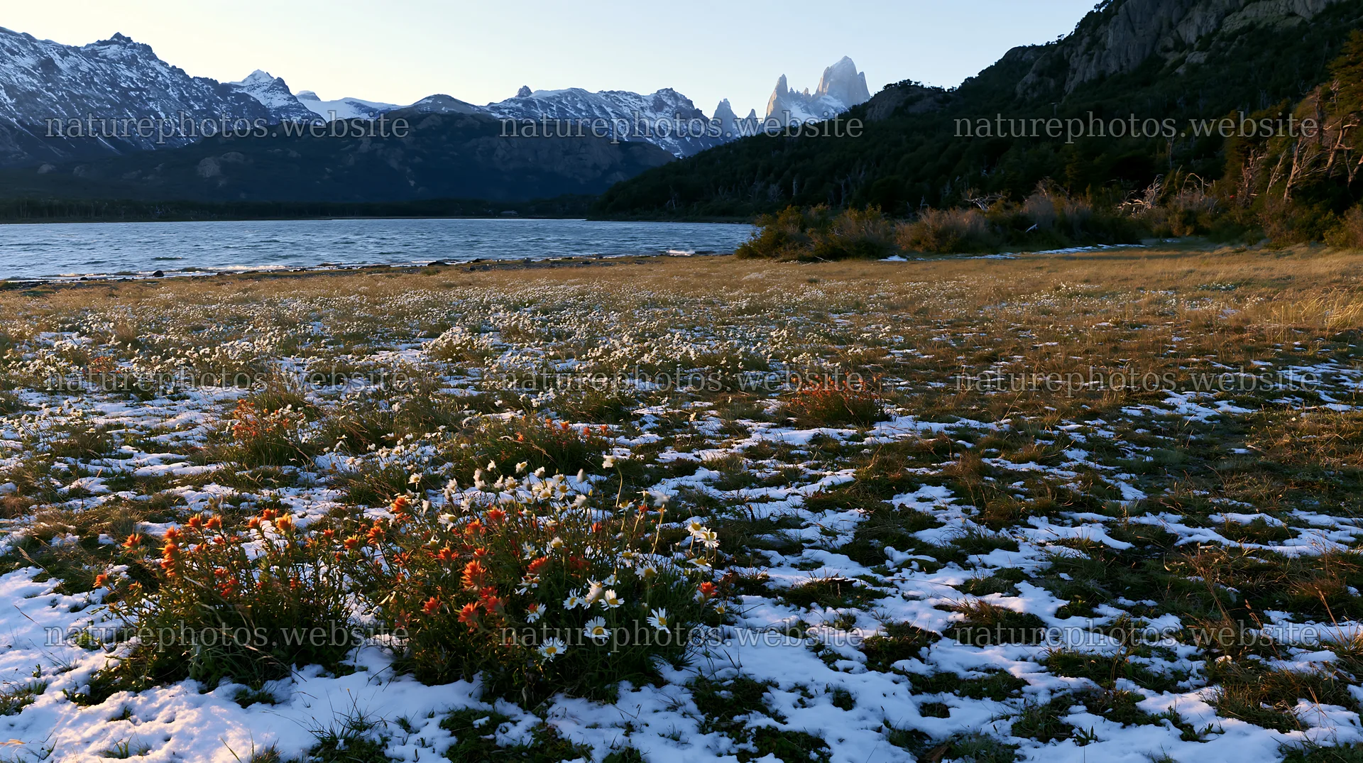 Lakeside meadow after first snowfall with flowers and mountains – nature photos 10608x5938