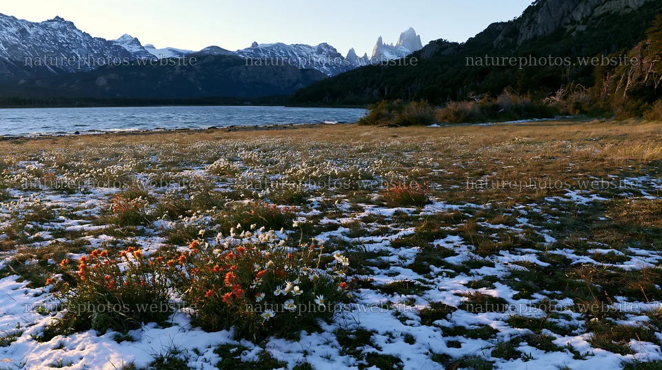 Lakeside meadow after first snowfall with flowers and mountains – nature photos 10608x5938