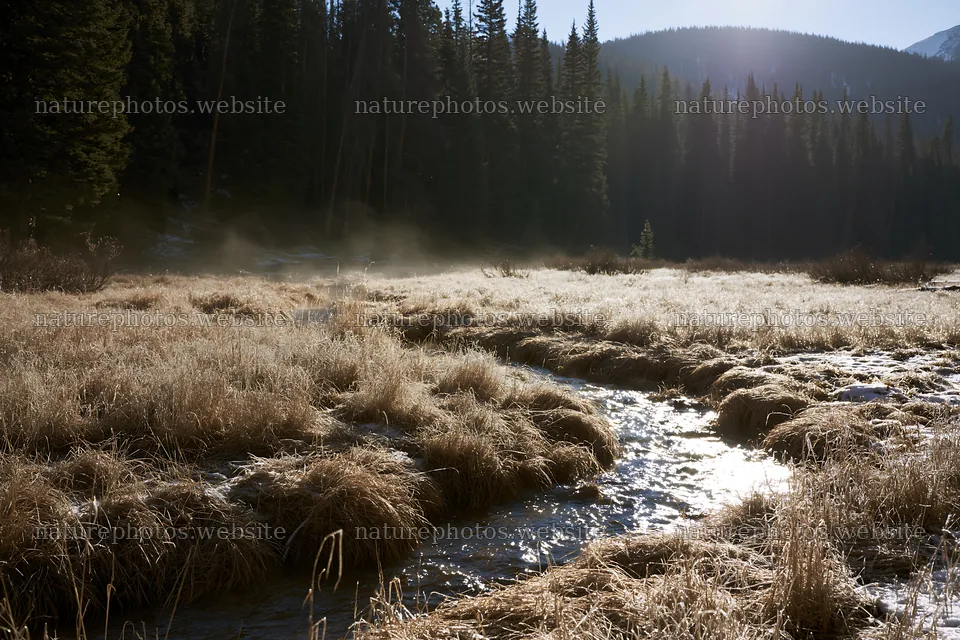 Snowy Rocky Mountain Park meadow with stream and tall trees – nature photos 9722x6480