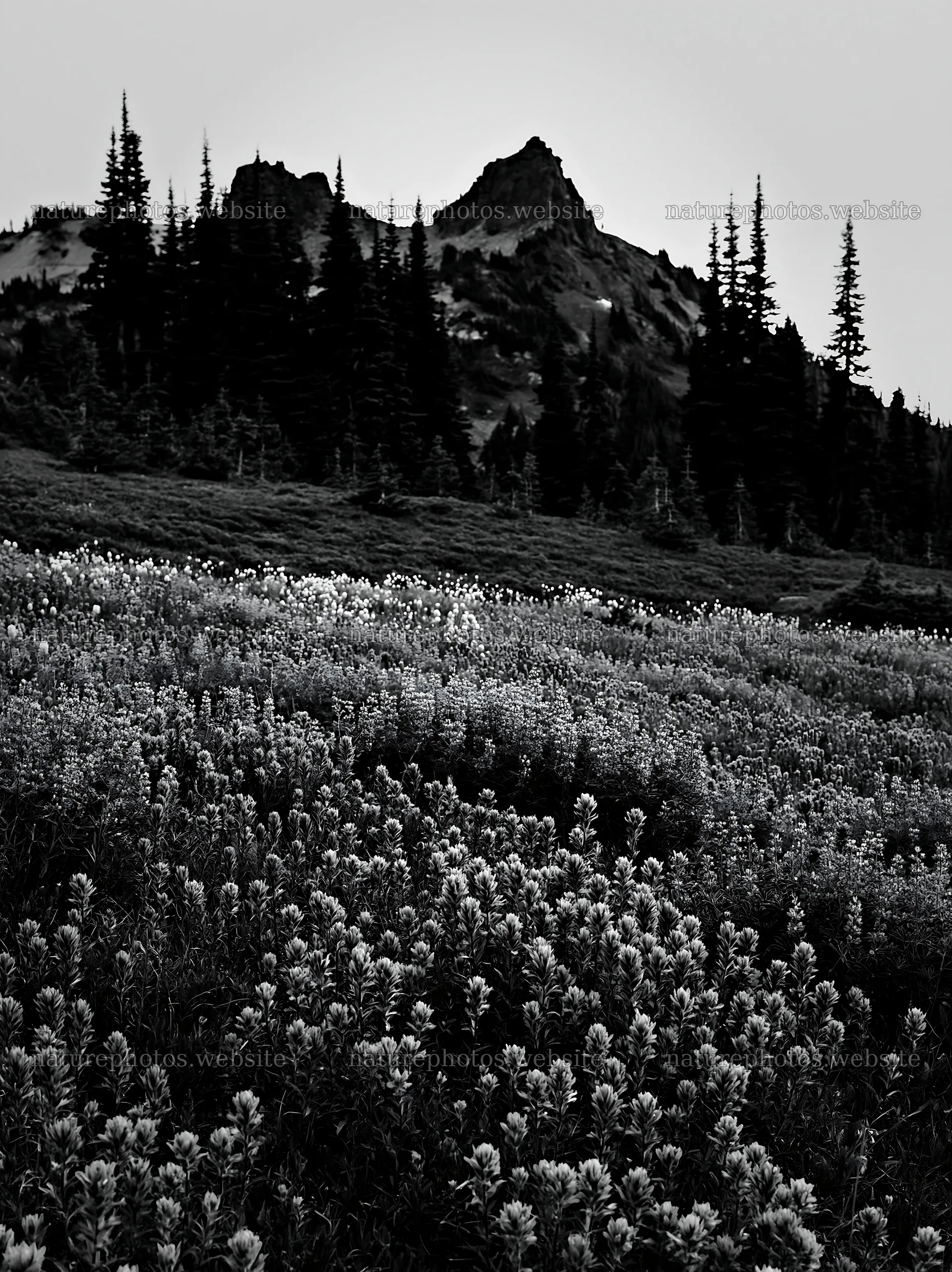 Mount Rainier paintbrush lupine meadow with mountain background – nature photos 6866x9174