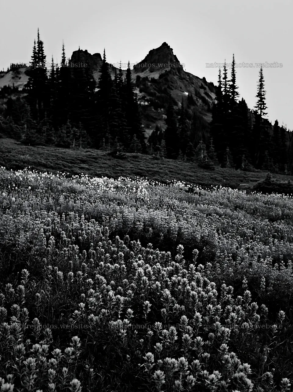 Mount Rainier paintbrush lupine meadow with mountain background – nature photos 6866x9174