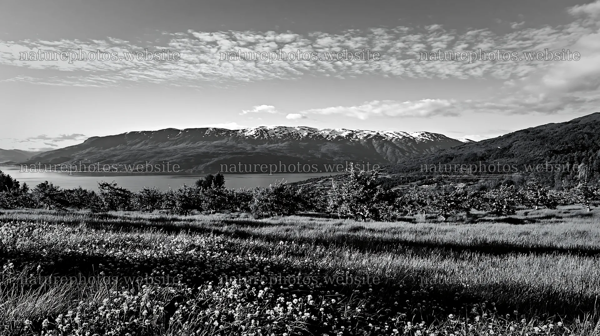 Clover apple meadow with mountains and water in background – nature photos 10608x5938